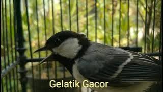 Masteran Gelatik batu gacor