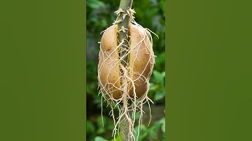 🌿Top Gardening Expert Reveals BEST Way to Propagate Lemon Trees #lemontree