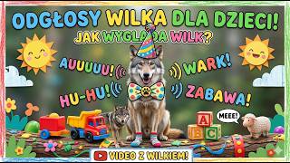Odgłosy wilka odgłosy zwierząt dla dzieci jak wygląda wilk  video z wilkiem #wilk