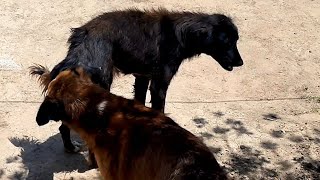 Dog Mating Season. Subscribe to the channel.