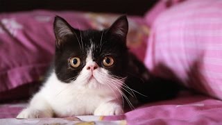 Digigit Kucing : Apa Yang Harus Dilakukan?