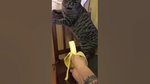 Кот не любит банан