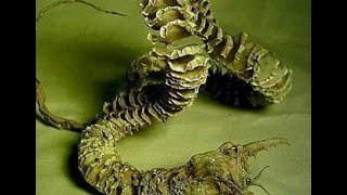 【都市伝説】　摩訶不思議　世界に伝わる今なお未解明なミステリー特集⑦