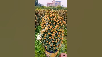 người nông dân trồng quất phục vụ tết nguyên đán #job #farmer #trees  #short