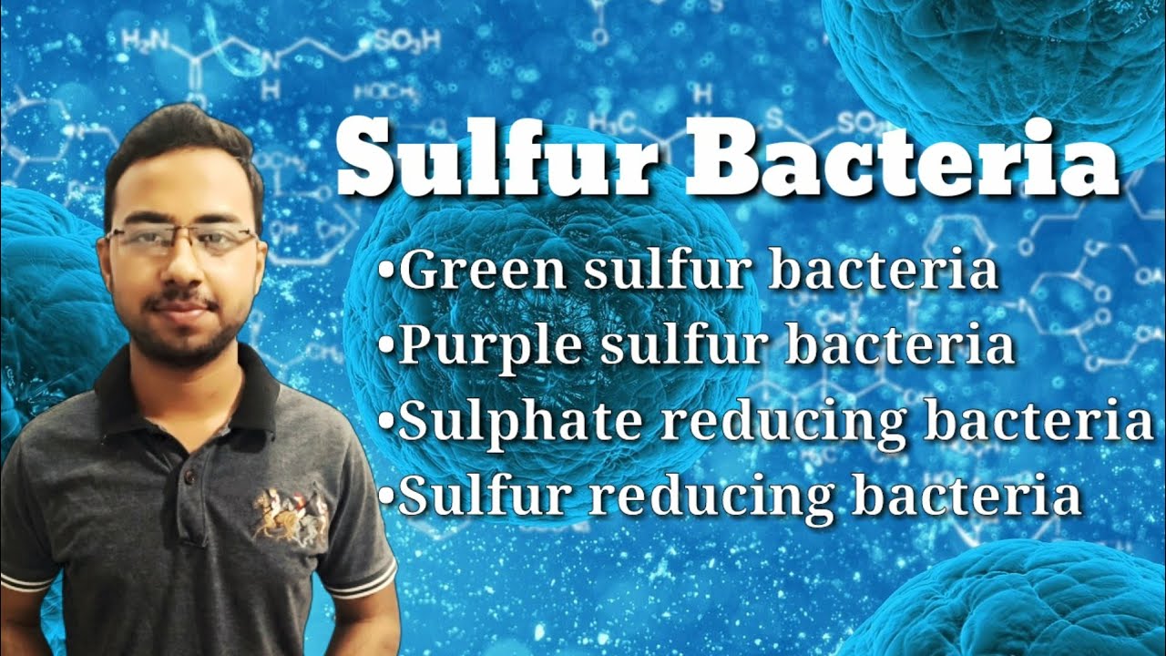 Sulfur bacteria Purple sulfur bacteria green sulfur bacteria
