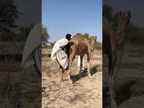 ي ت ع ل ق الص ب ي الص غ ير ب ذ ي ل ج م ل ه و ي ت م س ك ب ه