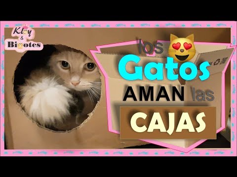 Descubre el significado del gato y la caja