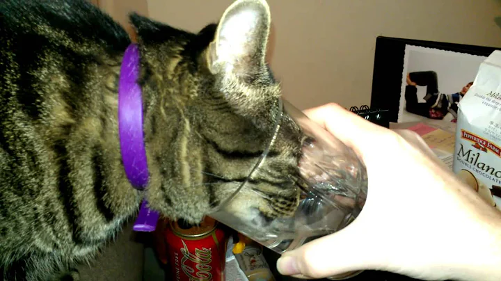 My spoiled cat drinking out of a glass.