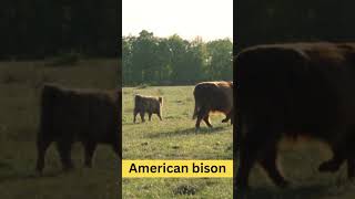 American Bison  101 Facts  Power #animals #usa #viralvideo