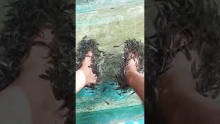 Fish Pedicures Fish Spa Exfoliation Stimulation Of Reflex Points Relaxation