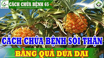 Cách chữa sỏi thận nhờ dứa dại bài thuốc nam chữa sỏi thận hiệu quả tại nhà