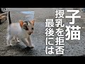 子猫たちの母猫を見つけるが授乳拒否⁉