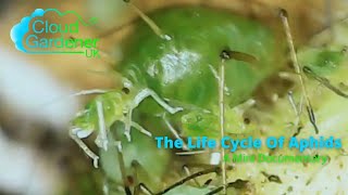 Life Cycle Of Aphids