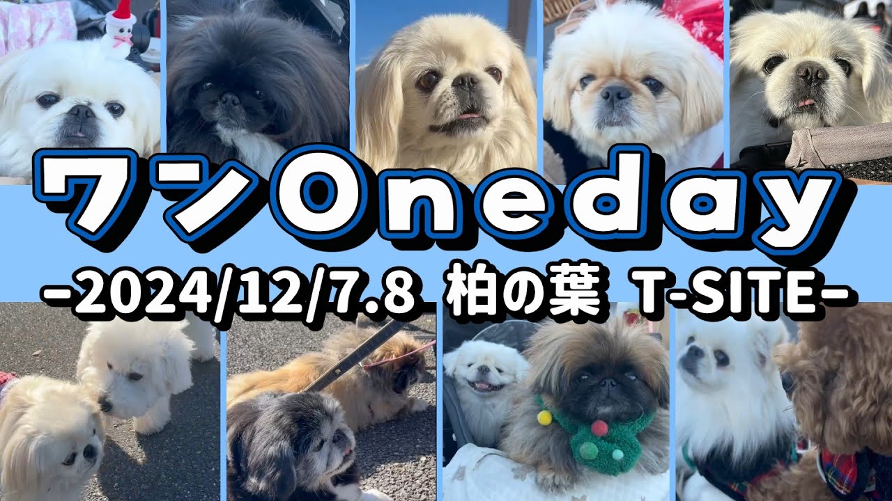 【犬イベント】ペキまみれになってペキ日和だったイベント！