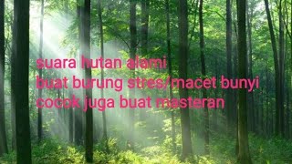suara hutan alami buat masteran/terapi burung macet bunyi