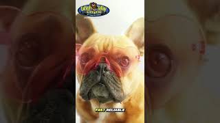 🐾 Pet Waste Removal Made Easy
