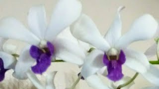 Aprendamos Pasos Básicos Para Cuidar Orquídeas Orquideas En El Mundo Aprendamos Pasos Básicos Para Cuidar Orquídeas Orquideas En El Mundo