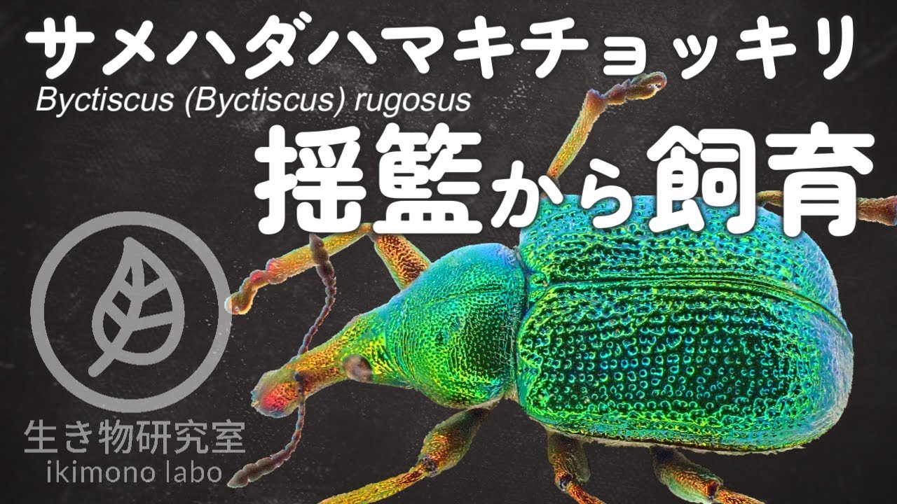 【美麗種】サメハダハマキチョッキリ　揺籃から飼育