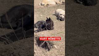 Köpekler yatarken Alfa Kurt tetikte #kurt #wolfdogs #kangal