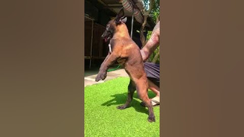 Béc bỉ Malinois cái Đỏ đen siêu chất 2 tháng ae quan tâm ib alo 0965550123