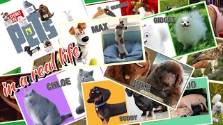 The secret life of pets in real life Герои Тайная жизнь домашних животных в реальной жизни! The secret life of pets in real life Герои Тайная жизнь домашних животных в реальной жизни!