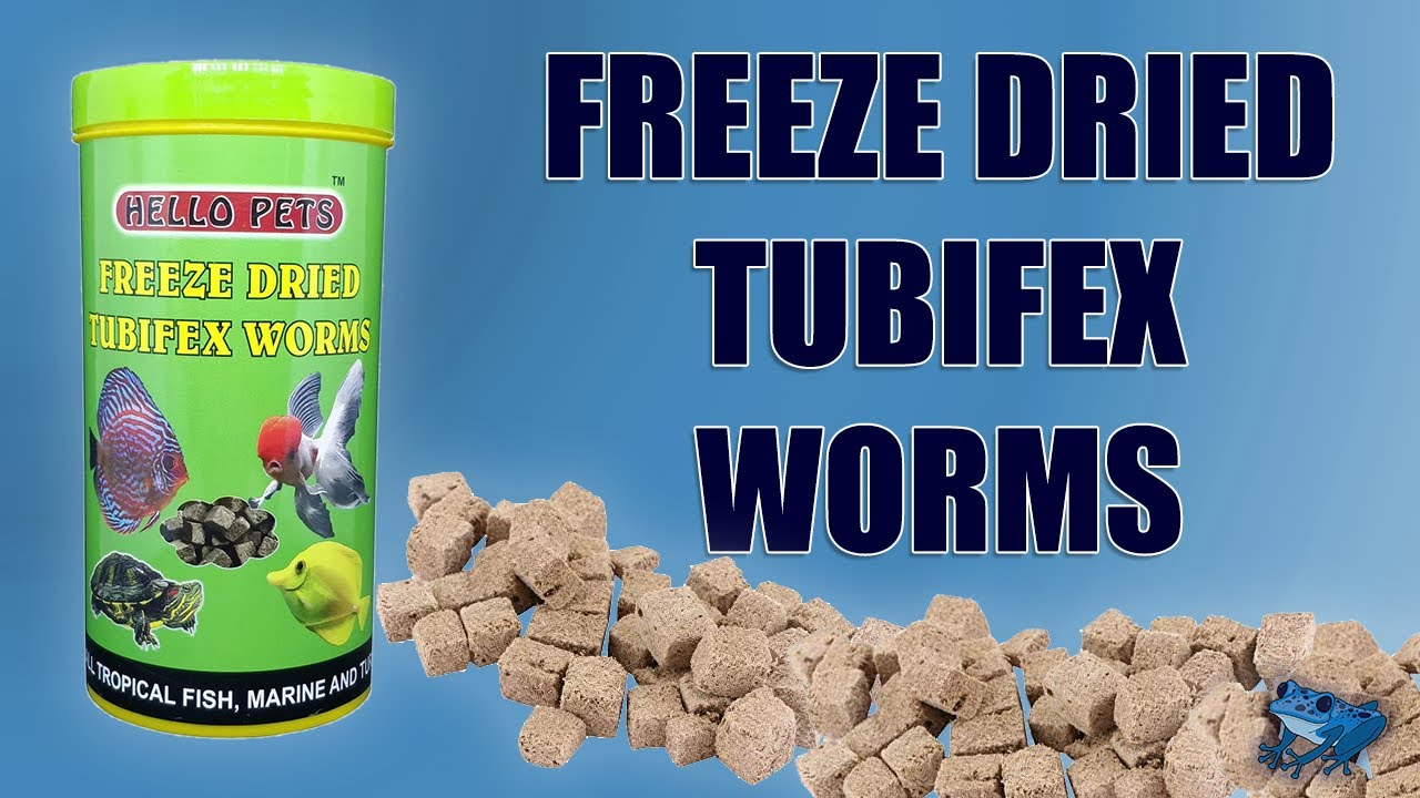 download live tubifex worms for fish