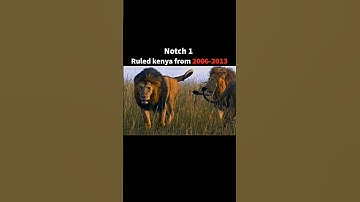 The tenure of the greatest lion kings in the history #viral #shorts #youtube #video