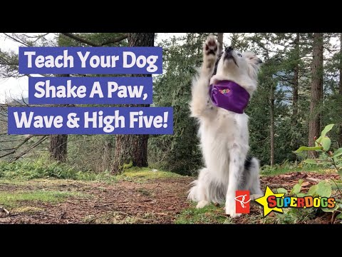 فيديو: كيفية تعليم الكلب الخاص بك لموجة