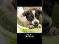 野犬の子犬を保護しました #子犬 #野犬 #puppy