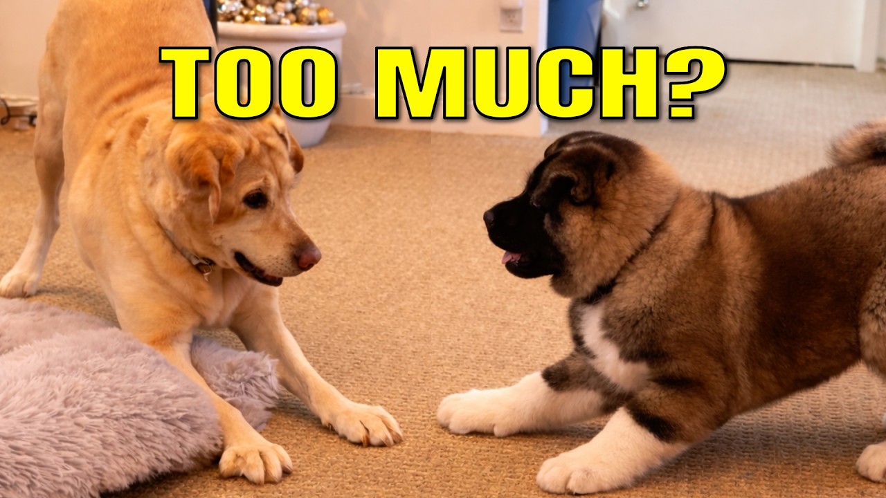 Our Older Dog Came in Too Hot… So We Reset the First Meeting (Akita Puppy)