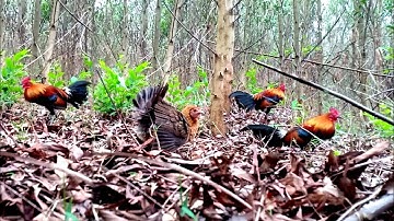 bẫy gà rừng bằng gà mái mồi đang sinh sản và cái kết | Hoàng Thắng