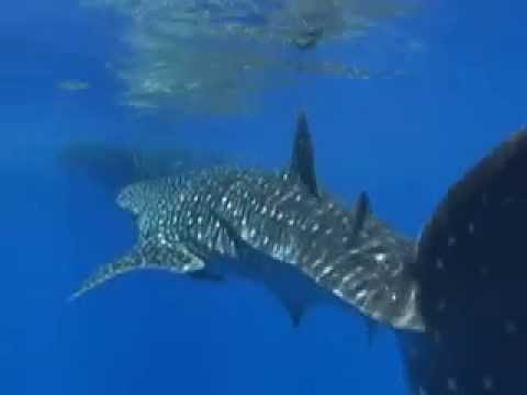 maui whaleshark marco farrell freedive