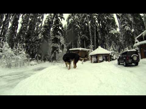 sadie does the fox jump