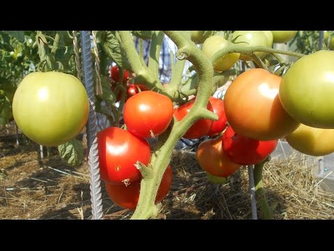 Проверенный сорт томатов: "Дар Заволжья"