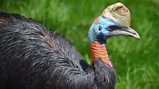 birds fly cassowary dangerous names cant