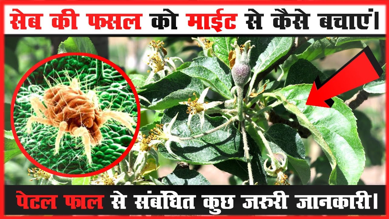 Petal Fall Spray & Two Spotted-Spider Mite Treatment : सेब की फ़सल को माईट से कैसे बचाएं।