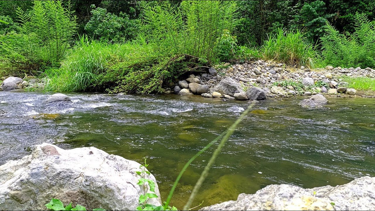 10 Hours Relaxing Nature Sounds for Sleeping - Natural Calm Forest ...