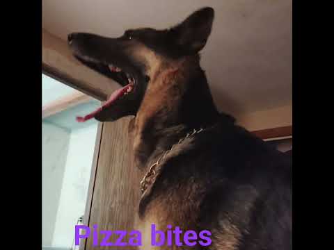 is she in the mood ?❤️ #funnypets #germanshepherd