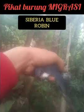 pikat burung migrasi SIBERIA BLUE ROBIN#shorts