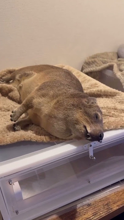 super awawa comp🗣️😔Day 249 #awawa #cuteanimals #hyrax #shorts #hyraxcore #daily #daman #hyraxscream