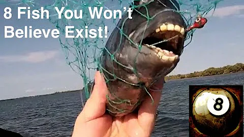 8  Fish You Won't Believe Exist