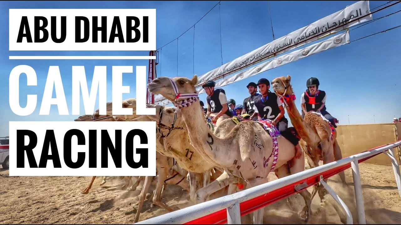Camel Racing in Abu Dhabi