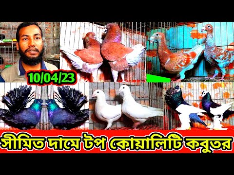 সীমিত দামে ফেন্সি কবুতর কিনুন | একদম সস্তা দামে জুয়েল ভাইয়ের কবুতর বিক্রি হবে