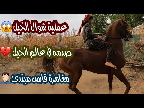 فيديو: سلالة الحصان Guoxia هيبوالرجينيك والصحة ومدى الحياة