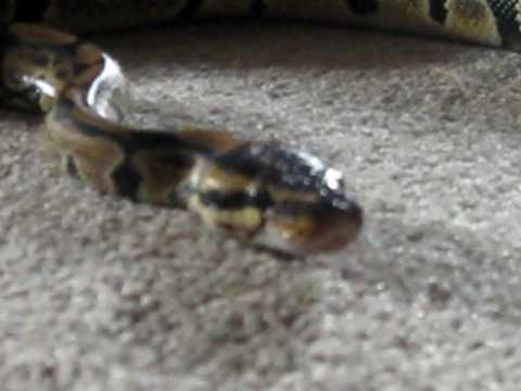Female Ball Python Exploring..