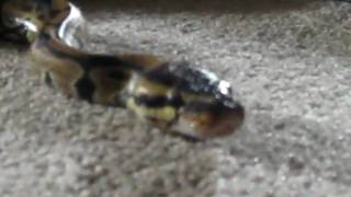 Famous Female Ball Python Exploring.. Profile