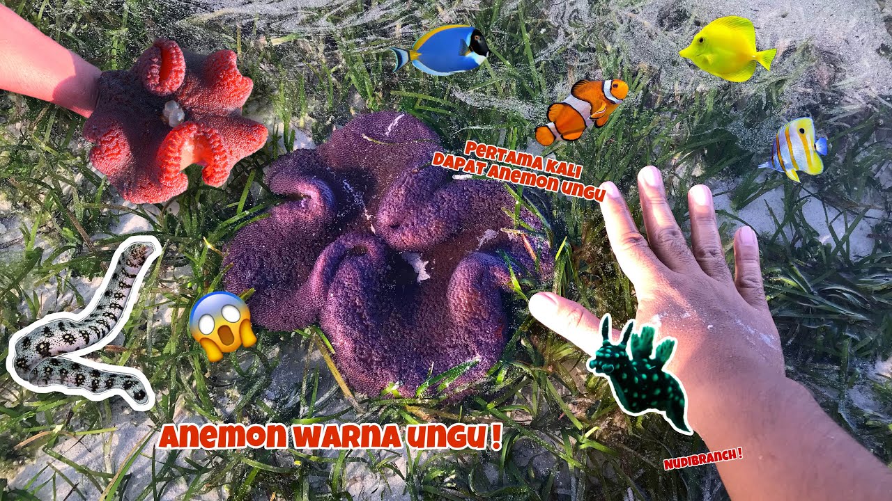 Dapat harta karun gais ANEMON WARNA UNGU ❗️❗️❗️berburu saat air laut surut