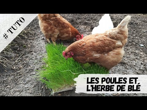 Vidéo: Avantages de l'herbe de blé - Comment faire pousser de l'herbe de blé à l'intérieur et à l'extérieur
