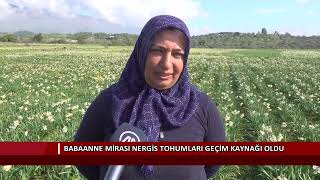 Babaanne mirası nergis tohumları geçim kaynağı oldu Resimi