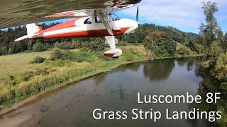 Luscombe 8F Grass Landings | Duvall, WA